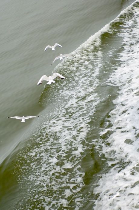 Weltnaturerbe Wattenmeer - Wadden.nl