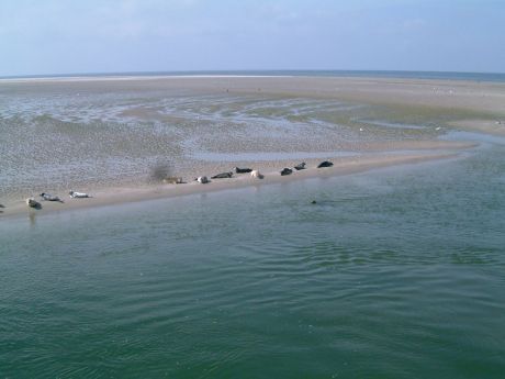 Weltnaturerbe Wattenmeer - Wadden.nl