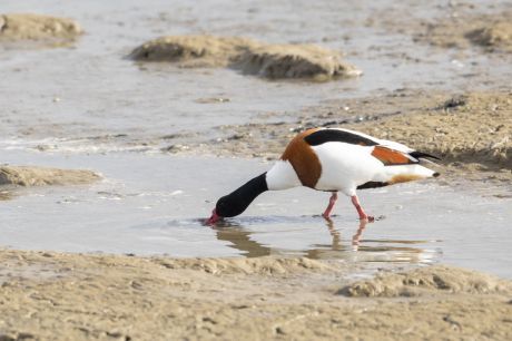 werelderfgoed_de_waddenzee_anjabrouwer_aam_7672x_1.jpg