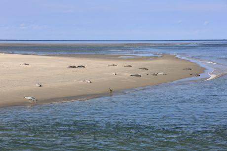 werelderfgoed_de_waddenzee_anjabrouwerimg_4903_1.jpg