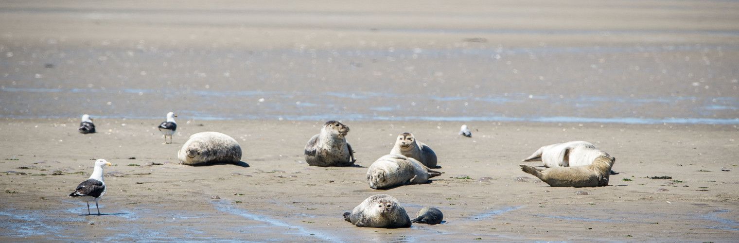 Wattenhüpfen auf Texel, Vlieland, Terschelling, Ameland und Schiermonnikoog ist eine ganz besondere Art zu reisen!