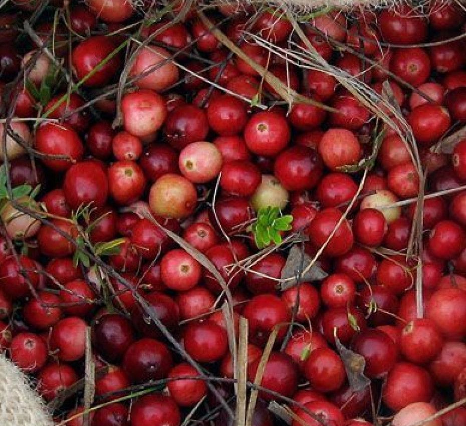 <p>Entdecken Sie die Cranberry auf der Watteninsel Terschelling, die gesündeste Beere überhaupt!</p>