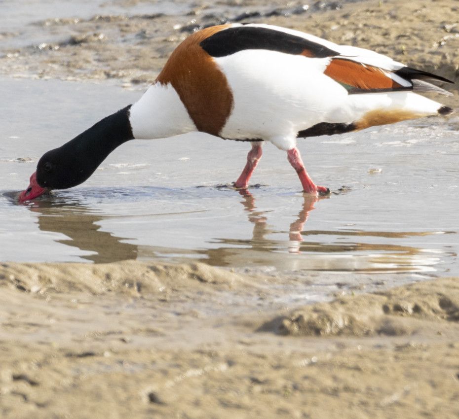 <p>So wichtig ist das Wattenmeer für Vögel und Meerestiere</p>