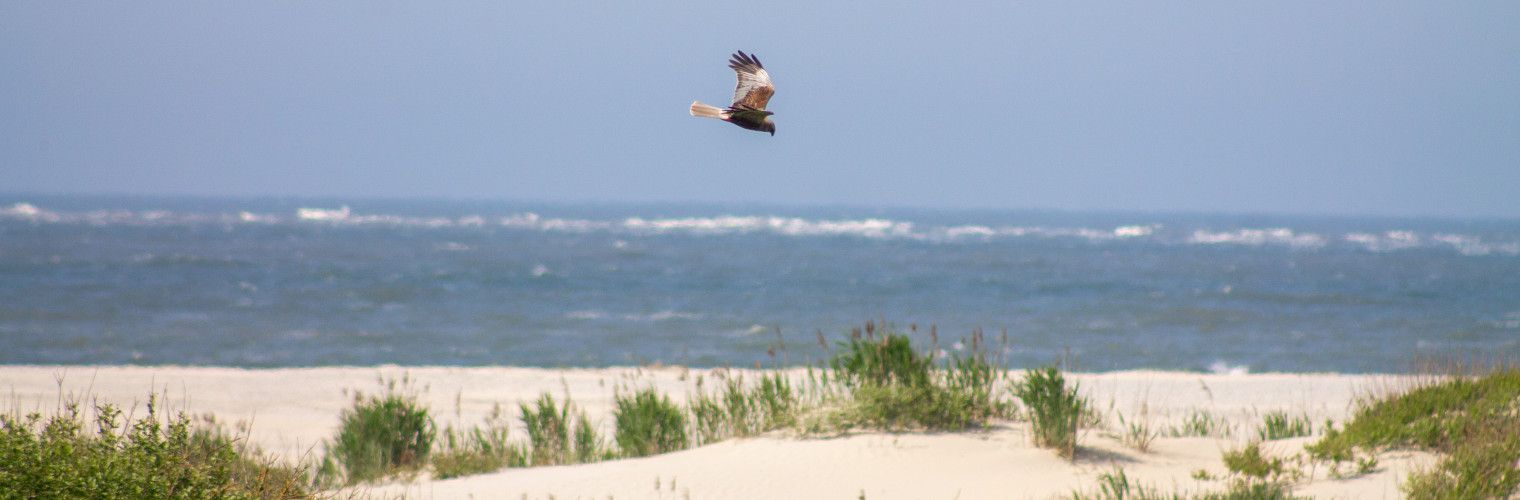 Vogelbeobachtung am Strand der Watteninseln - Wadden.nl