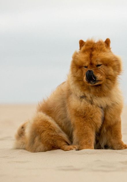 Last-minute vakanties met hond - Waddeneiland Vlieland