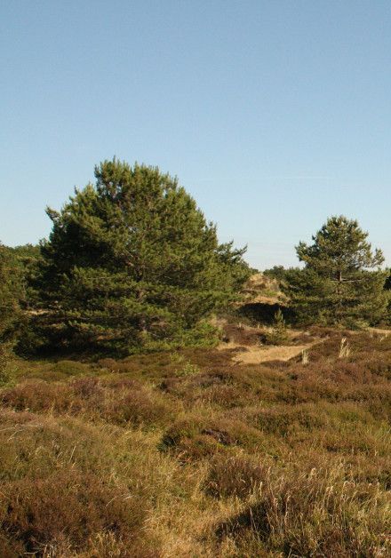 Besuche die Vogelbeobachtungshütte auf der Watteninsel Vlieland