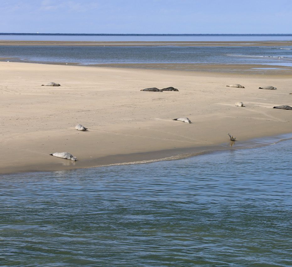 <p>Entdecken Sie Ameland mit diesen einzigartigen Aktivitäten</p>