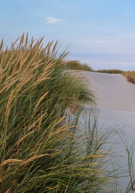 Bungalow Last-Minutes auf Westfriesische Insel Terschelling