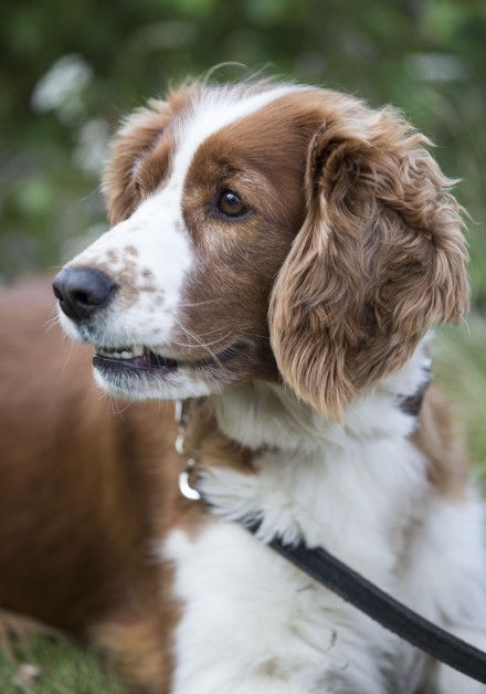 Last-minute vakanties met hond - Waddeneiland Schiermonnikoog