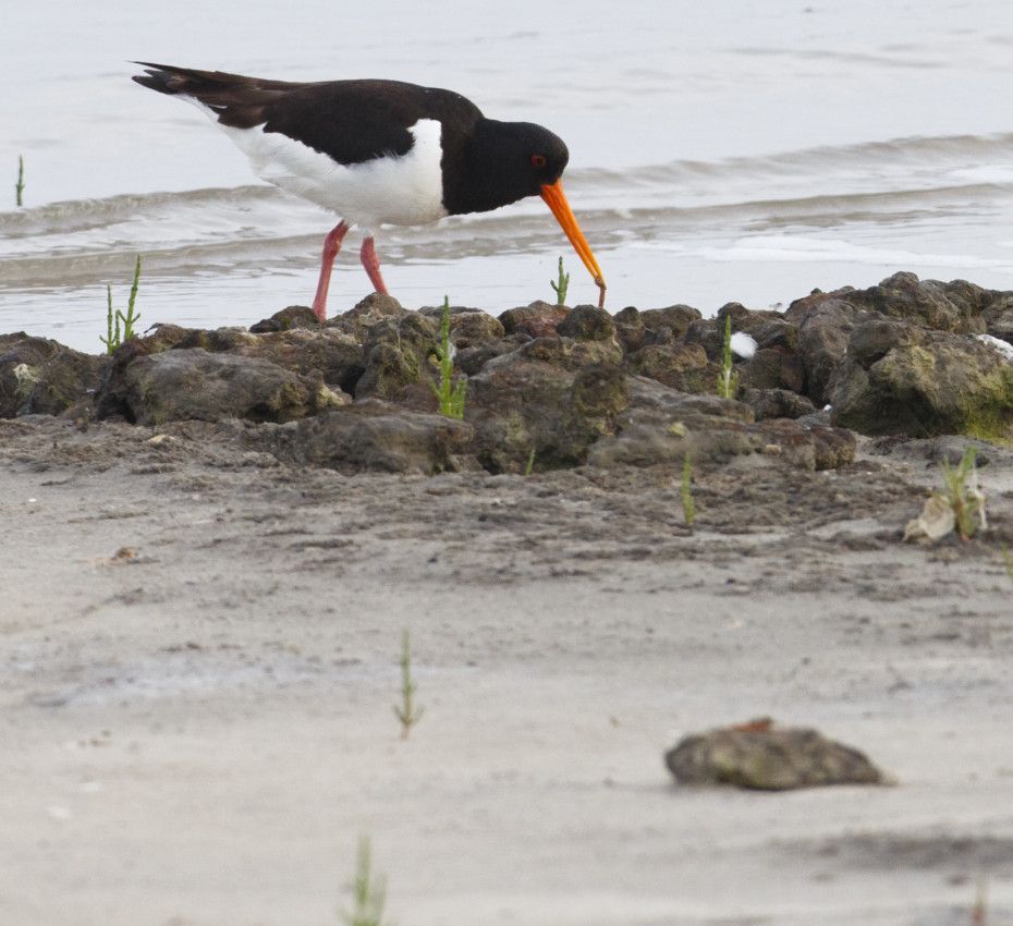 <p>Diese Vogel-Expositionen findest du auf der Watteninsel Ameland!</p>