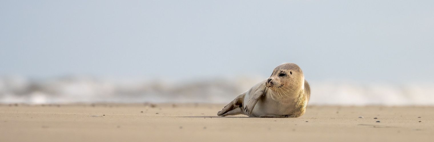 Waddenhoppen en zeehonden spotten - Wadden.nl