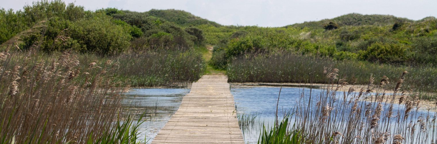 Zu den schönsten Vogelplätzen am Wattenmeer