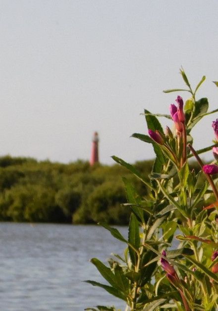 Besuche die Vogelbeobachtungshütte auf der Watteninsel Schiermonnikoog