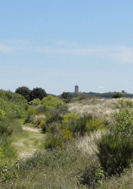 Ausflüge auf der Watteninsel Terschelling