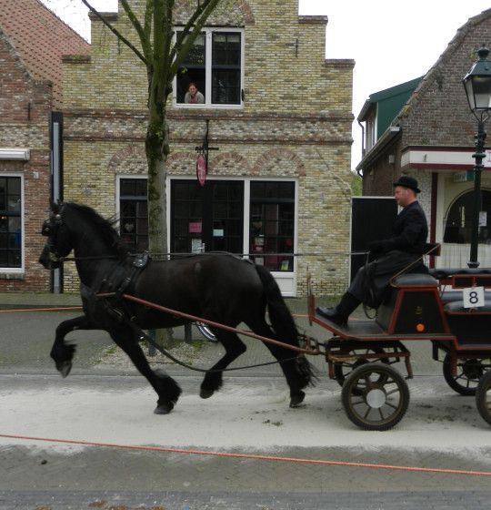 Pferdegeschirrwettbewerb – Erleben Sie den Herbst auf der Watteninsel Terschelling