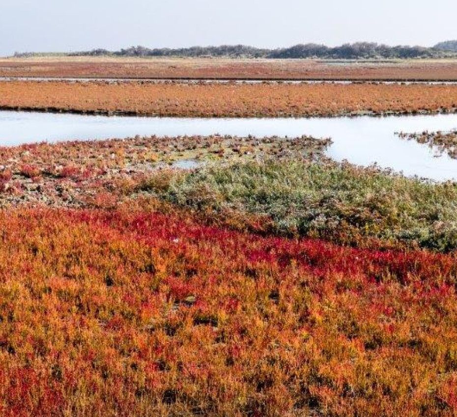 <p>Naturschutzgebiete auf den Watteninsel Texel, Vlieland, Terschelling, Ameland und Schiermonnikoog - Wadden.nl</p>