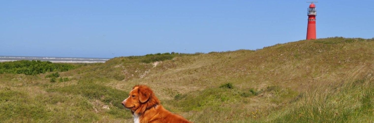 Hund auf die Watteninsel Schiermonnikoog gebracht- Wadden.nl