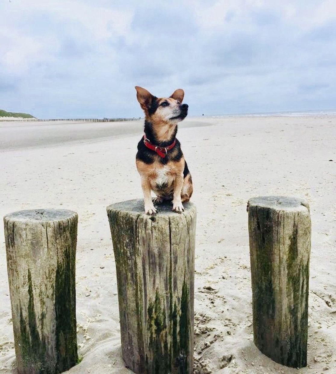 Erleben Sie den Herbst mit Ihrem Hund!