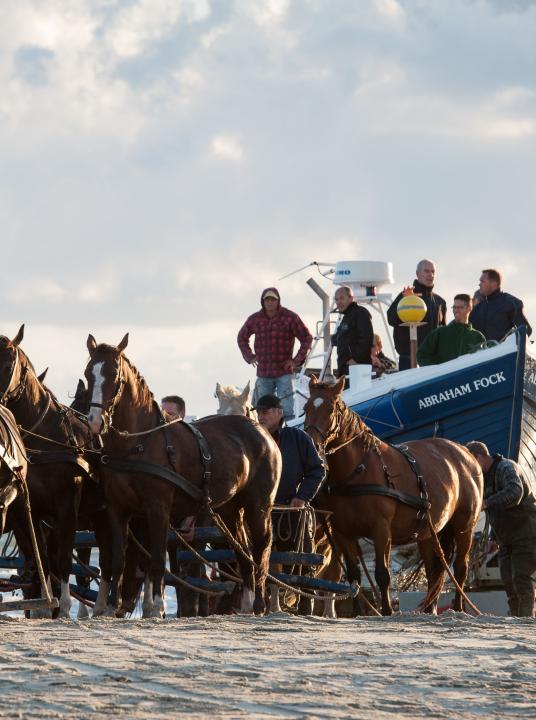 Vorführung des Pferderettungsbootes - Wadden.nl - VVV Ameland