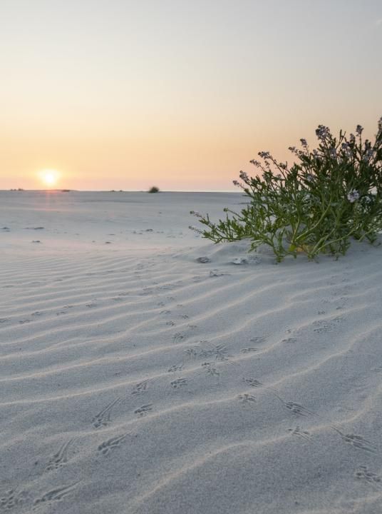 Last-minutes - Wadden.nl