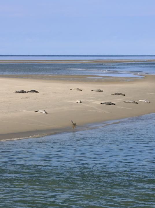 Entdecken Sie die Noordseeinseln - Wadden.nl