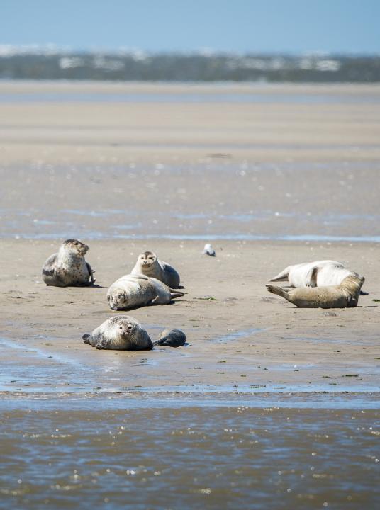 Vakantie op de Waddeneilanden - Wadden.nl